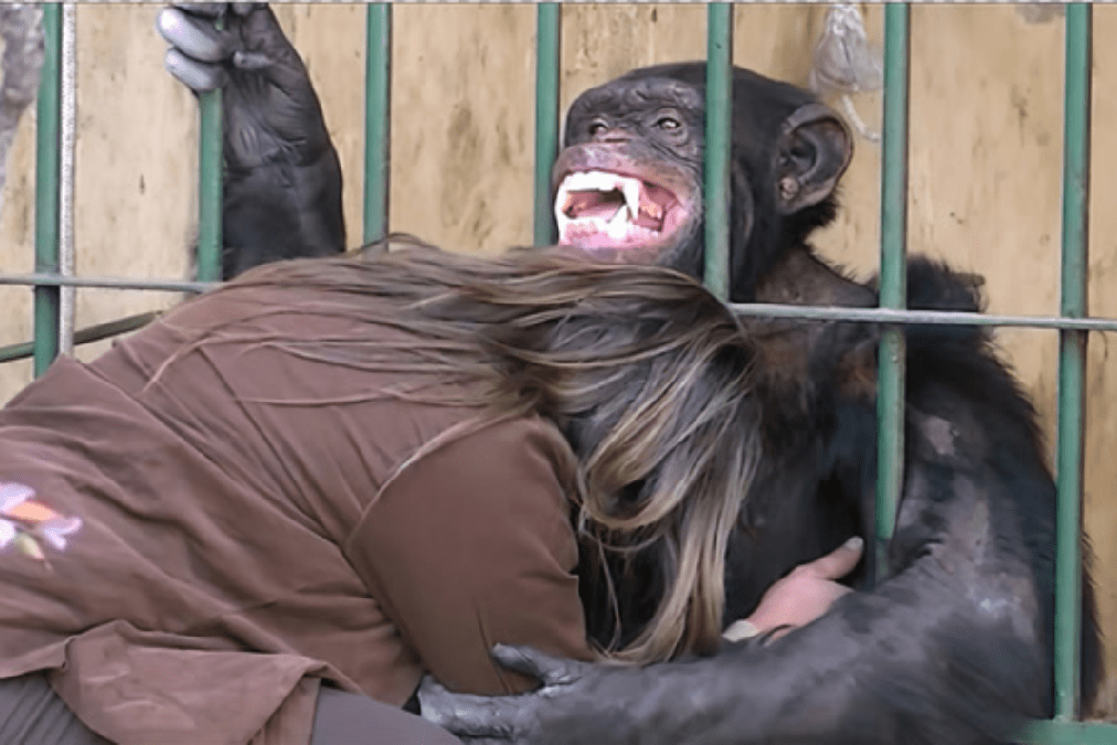 女主人离开猩猩三年再来动物园看它时画面记录失控瞬间