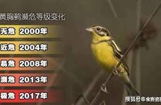 这鸟因为太好吃，才11年从30万只被吃到剩下120只，差点被吃光