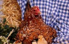 鸡的4个部位毒素最强，不要随便吃！幸亏卖肉老板提醒，涨知识了