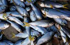 请停止食用这6种鱼，可能含有甲醛和重金属，建议转给家人看看