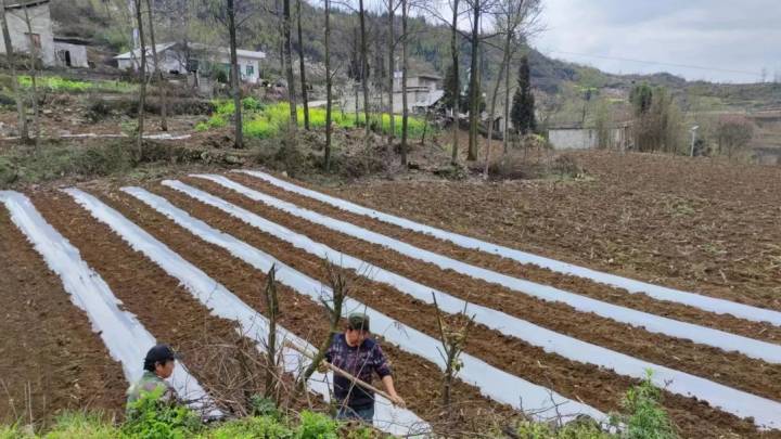 春耕种植正当时，你怎么看？