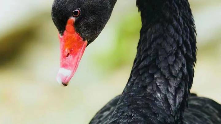 圆明园正调查黑天鹅芳芳死因，前一天它还在勇斗偷钓者。你怎么看？