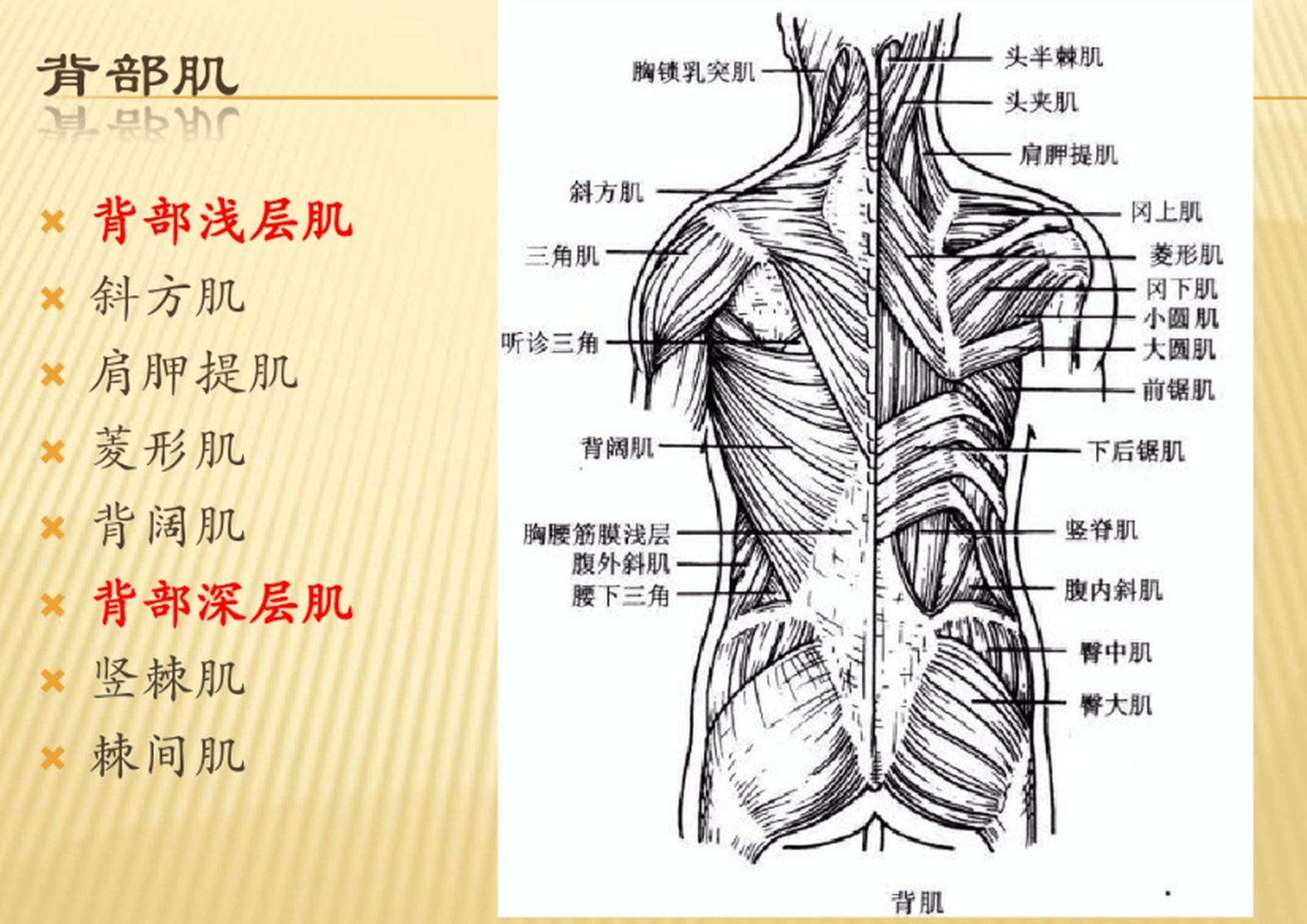 腰骶部解剖及手法应用