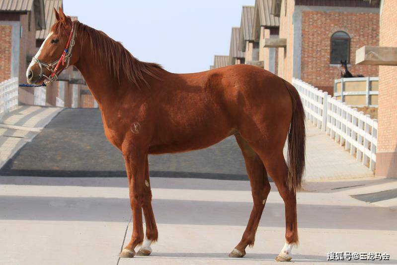 潜力赛驹苏萨之子登录2021玉龙春季拍卖会