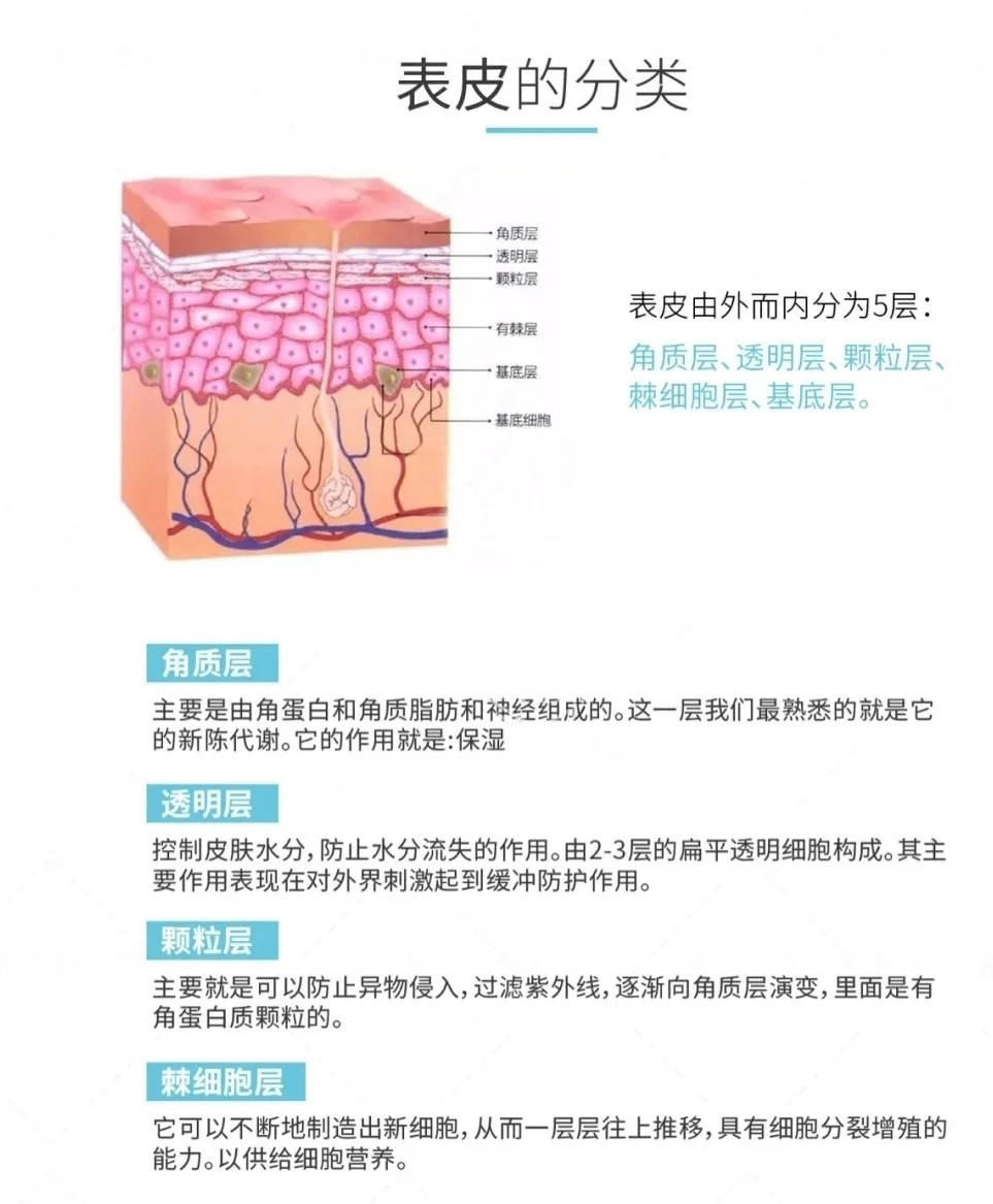 皮肤的表皮层和真皮层