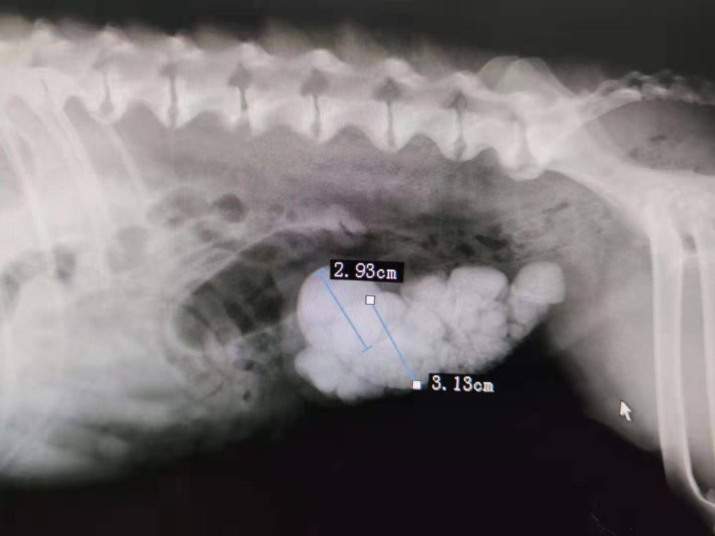 狗狗膀胱结石手术费用是多少？术后该如何预防复发_因为