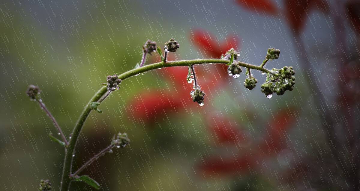 農曆三月百花豔,春雨綿綿潤萬物.