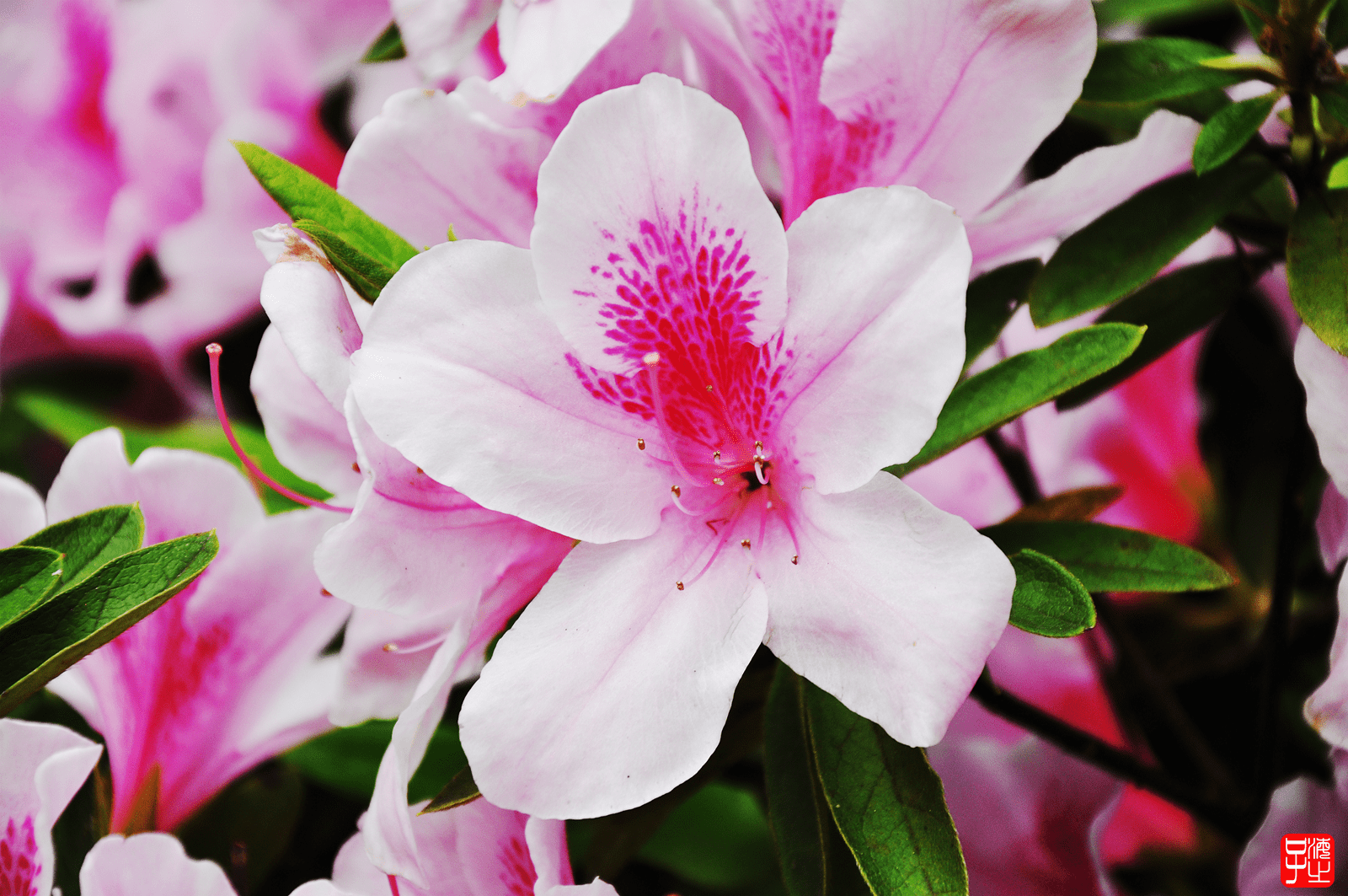 杜鹃花花瓣形状图片