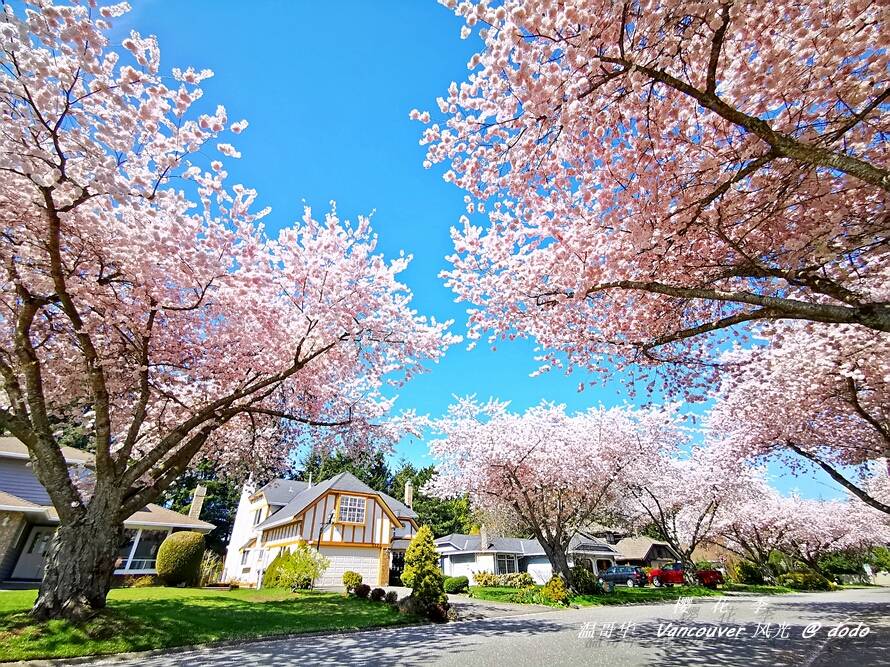原创温哥华醉美樱花季