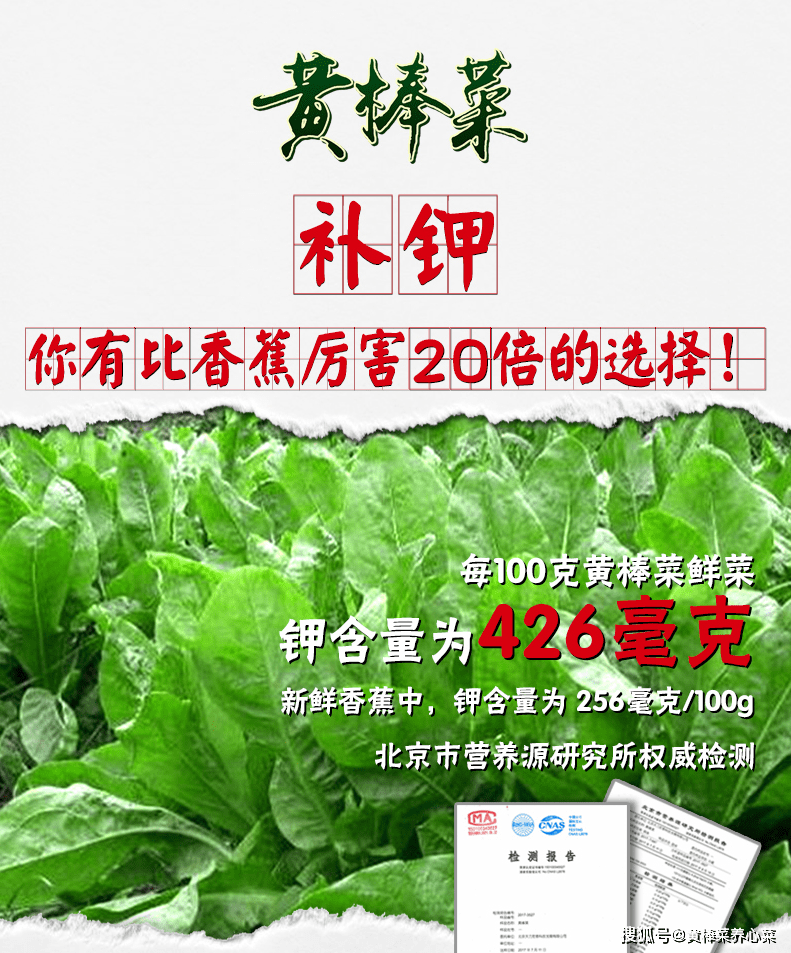 蛋白质含量最高的特菜品种黄棒菜还有哪些营养价值