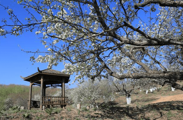 吉林长春有个村庄藏着一处清朝末年时的老梨园_莲花山