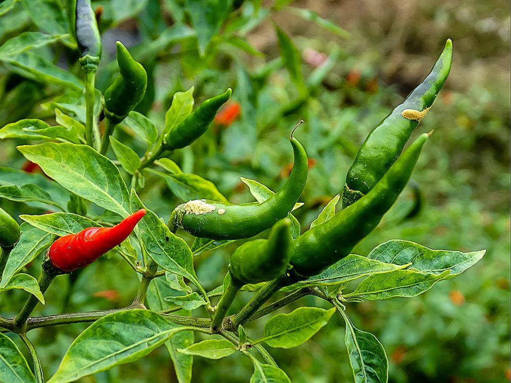 历史上外来的茄果类食材已经成为中餐不可或缺的一部分