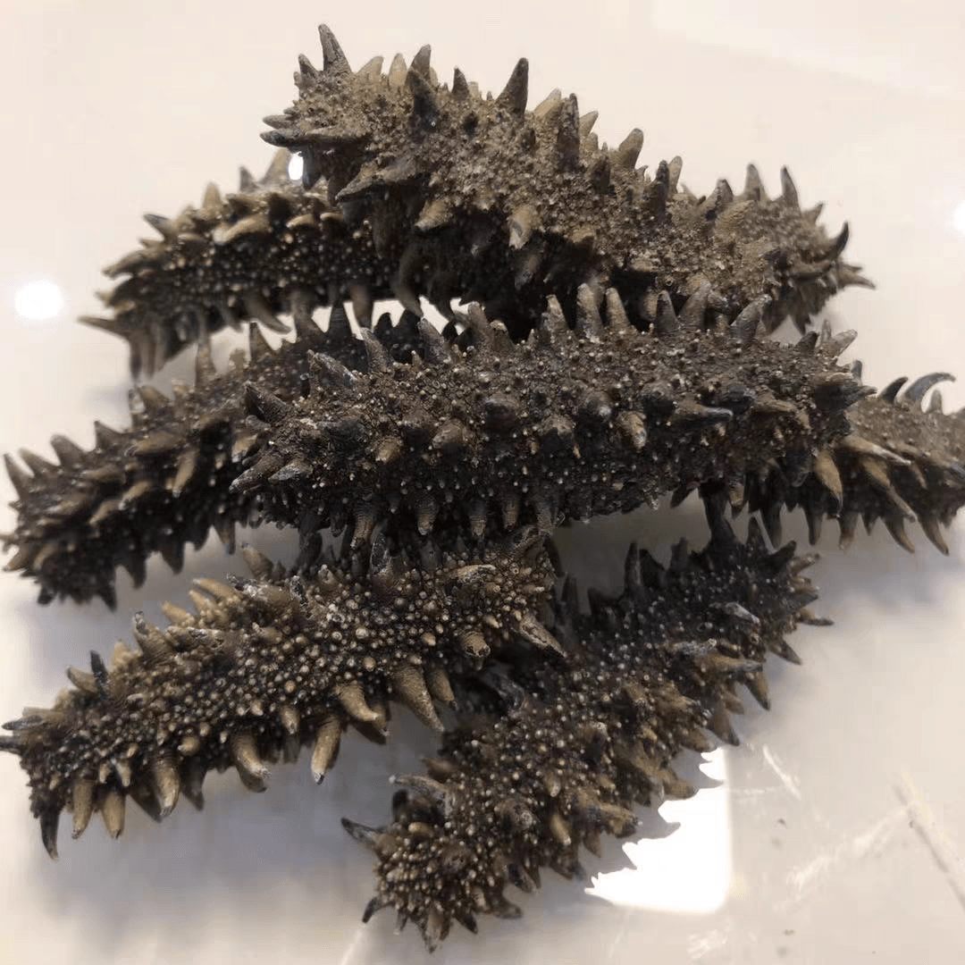 野生海参属关东参营养最高即食海参加工方式有哪些