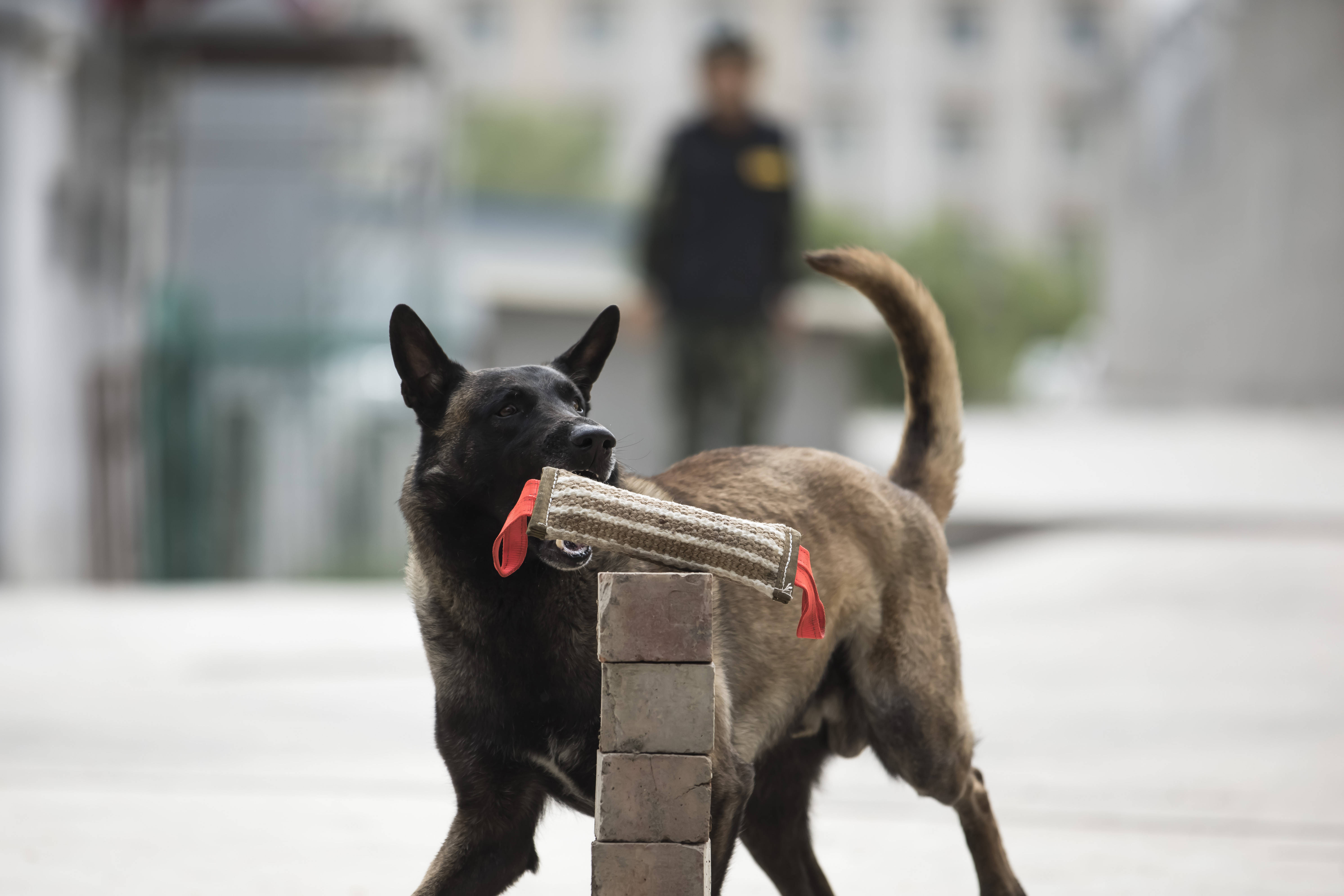 警犬夏训忙 备战保安全