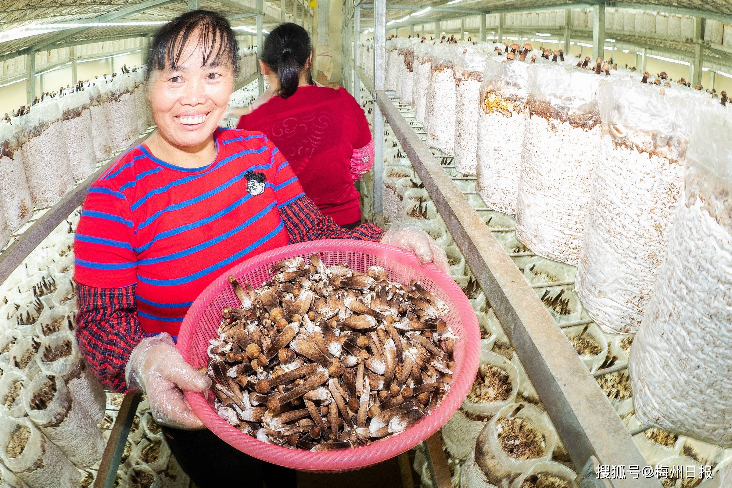 广东丰年盛景生态有限公司黑皮鸡枞菌现代化栽培示范基