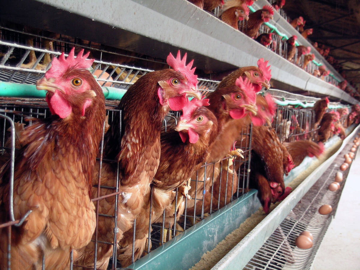 为什么蛋鸡腹泻过料等肠道疾病在夏季不断重复