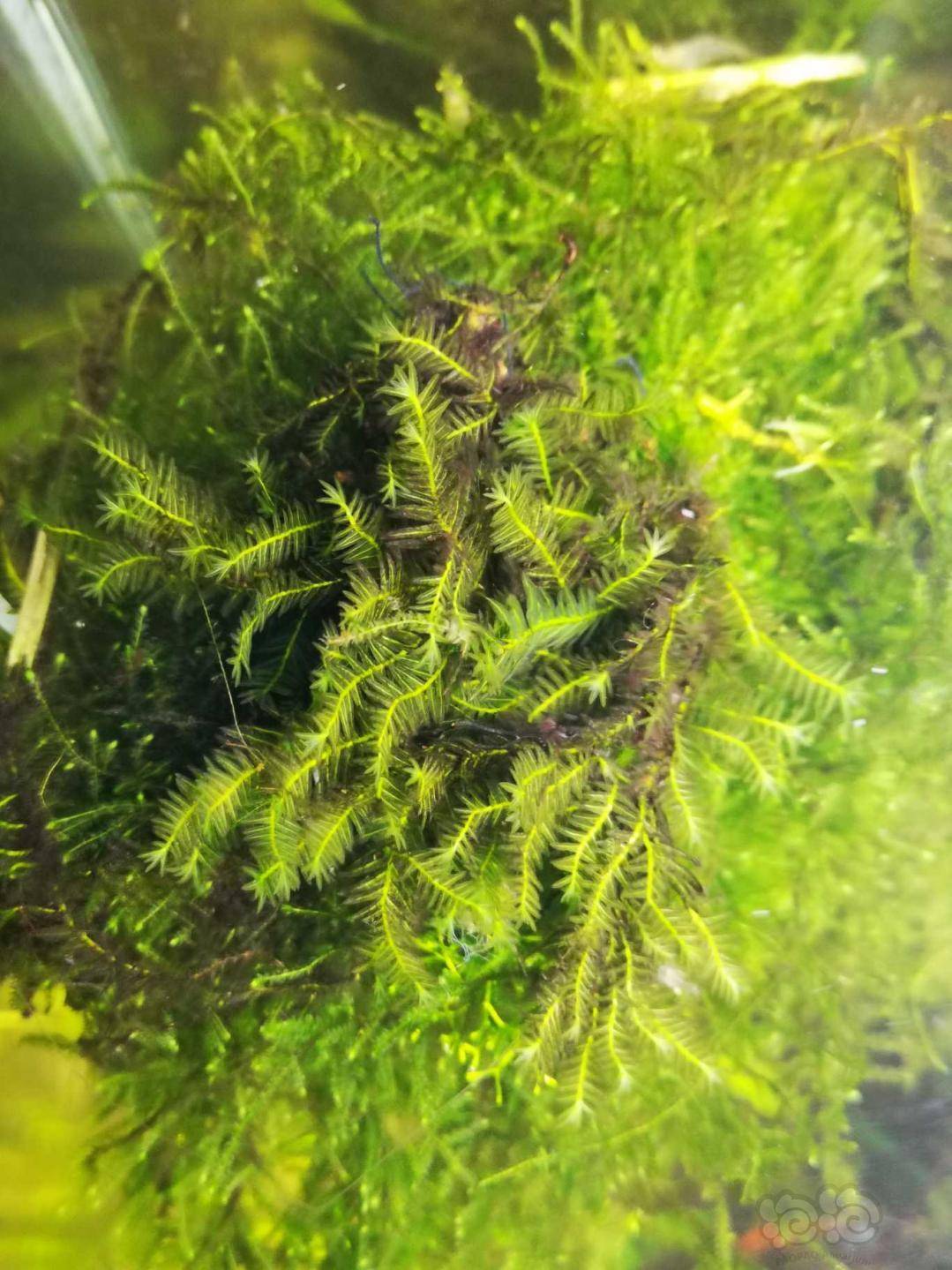 微妙的植物志:大凤尾藓fissidens nobilis全水下养殖攻略
