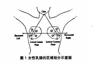 乳腺四大区域图图片