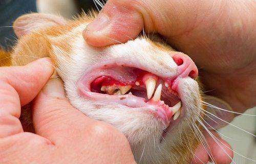 怎么看猫口炎 猫咪