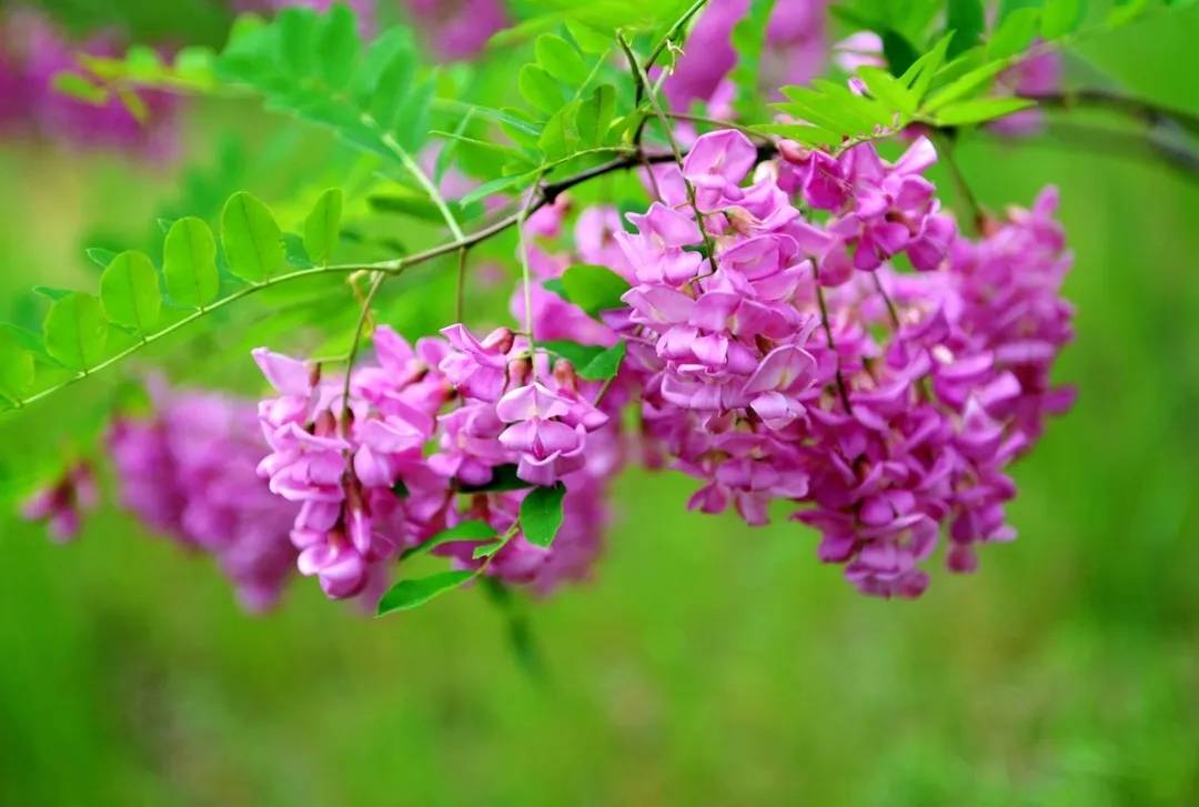 永寿第十八届槐花旅游文化节盛大开幕
