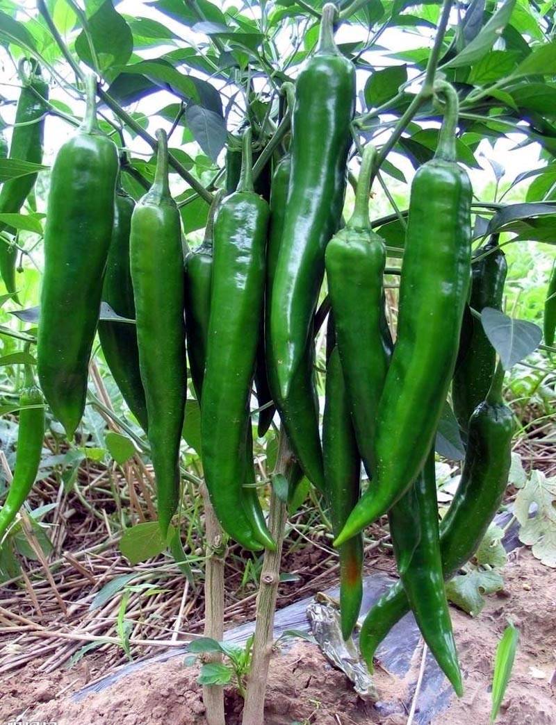 卓越绿皮尖椒牛角椒墨绿辣椒种子_品种