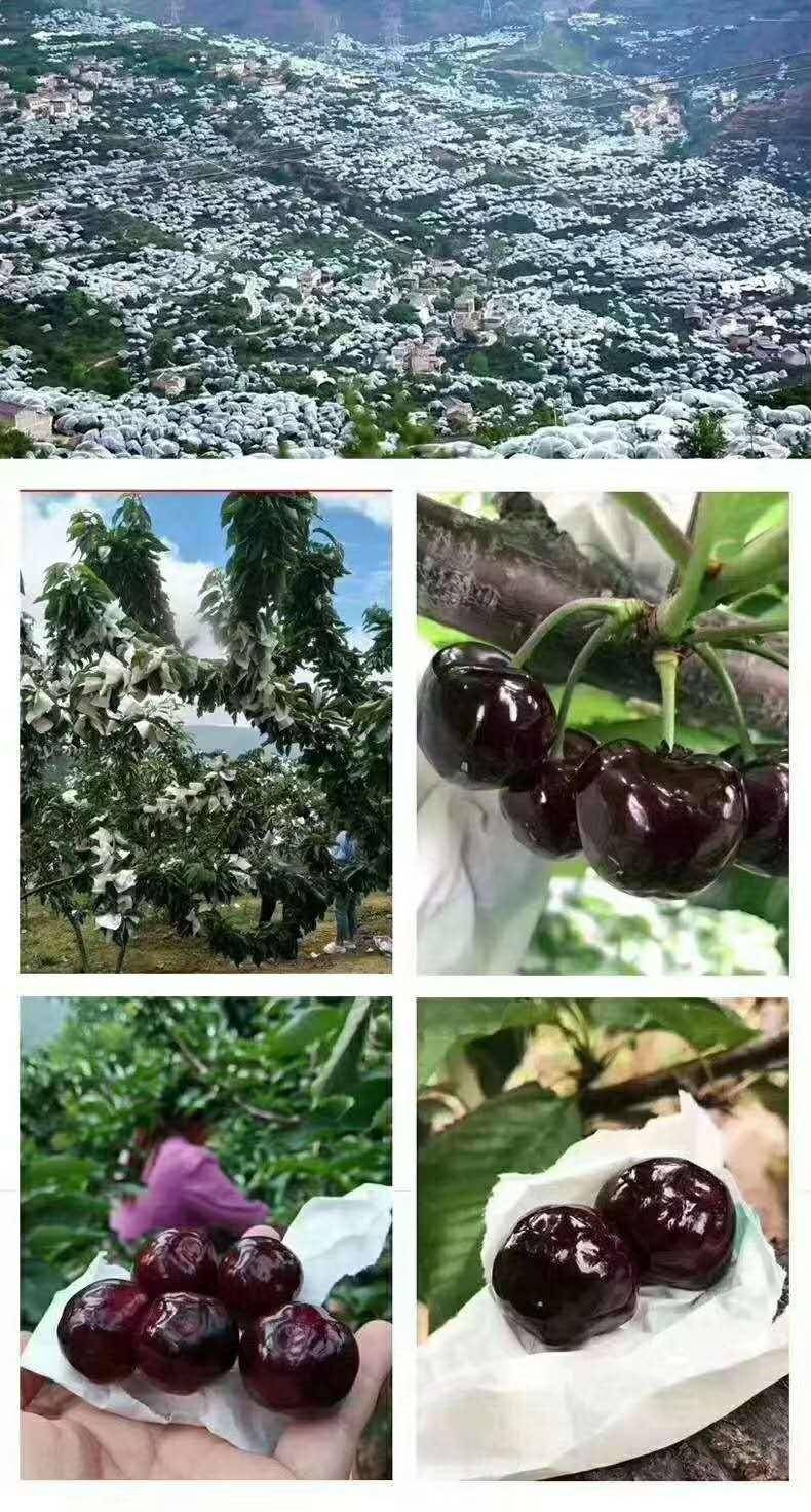 520【汉源甜樱桃】"樱味有你",撞见的浪 漫夏天_原产地