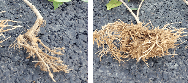 飘绿精准植保-影响植物根系生长有哪些因素?