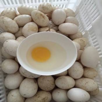 孕期什么时候开始吃鹅蛋好 232d4a059aaf4baa9bb5931ebabaea74.jpeg