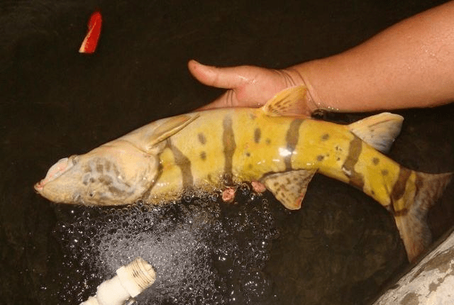 几种不能钓的鱼,钓到一定要放生!(三)