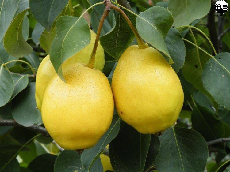 加码特色标识:同仁黄果梨特色档案