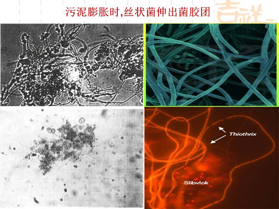 活性污泥系统设计和运行中的一些问题