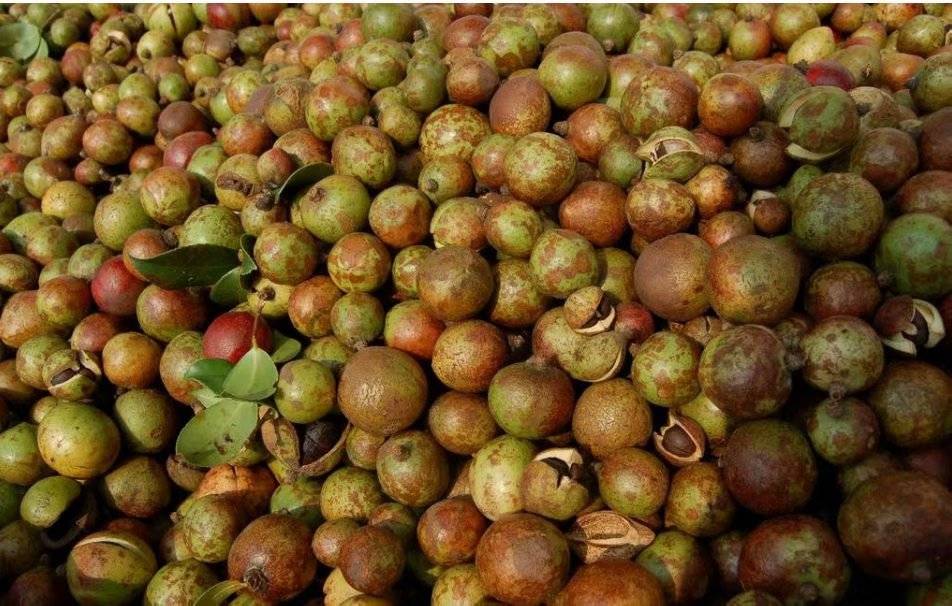 山茶籽烘干机及其工艺