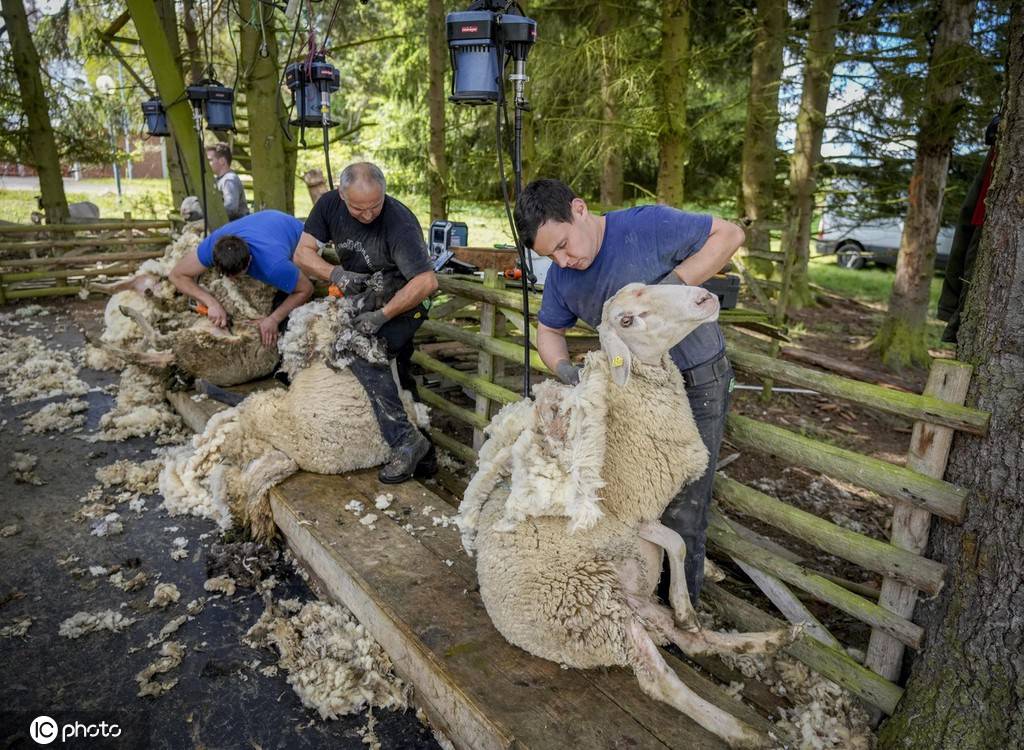 1/ 4 德国法兰克福,当地气温逐渐升高,当地农民为绵羊剪去羊毛