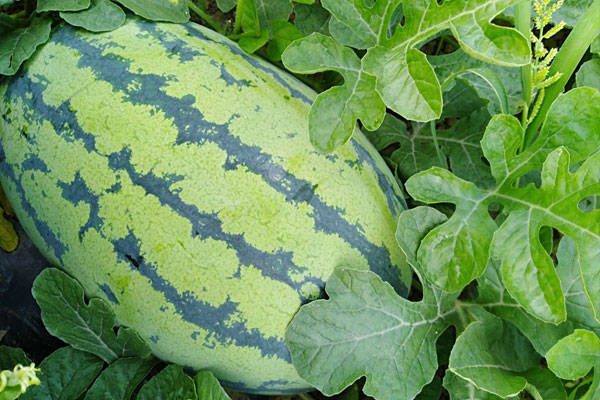 原创晚熟西瓜几月份种植