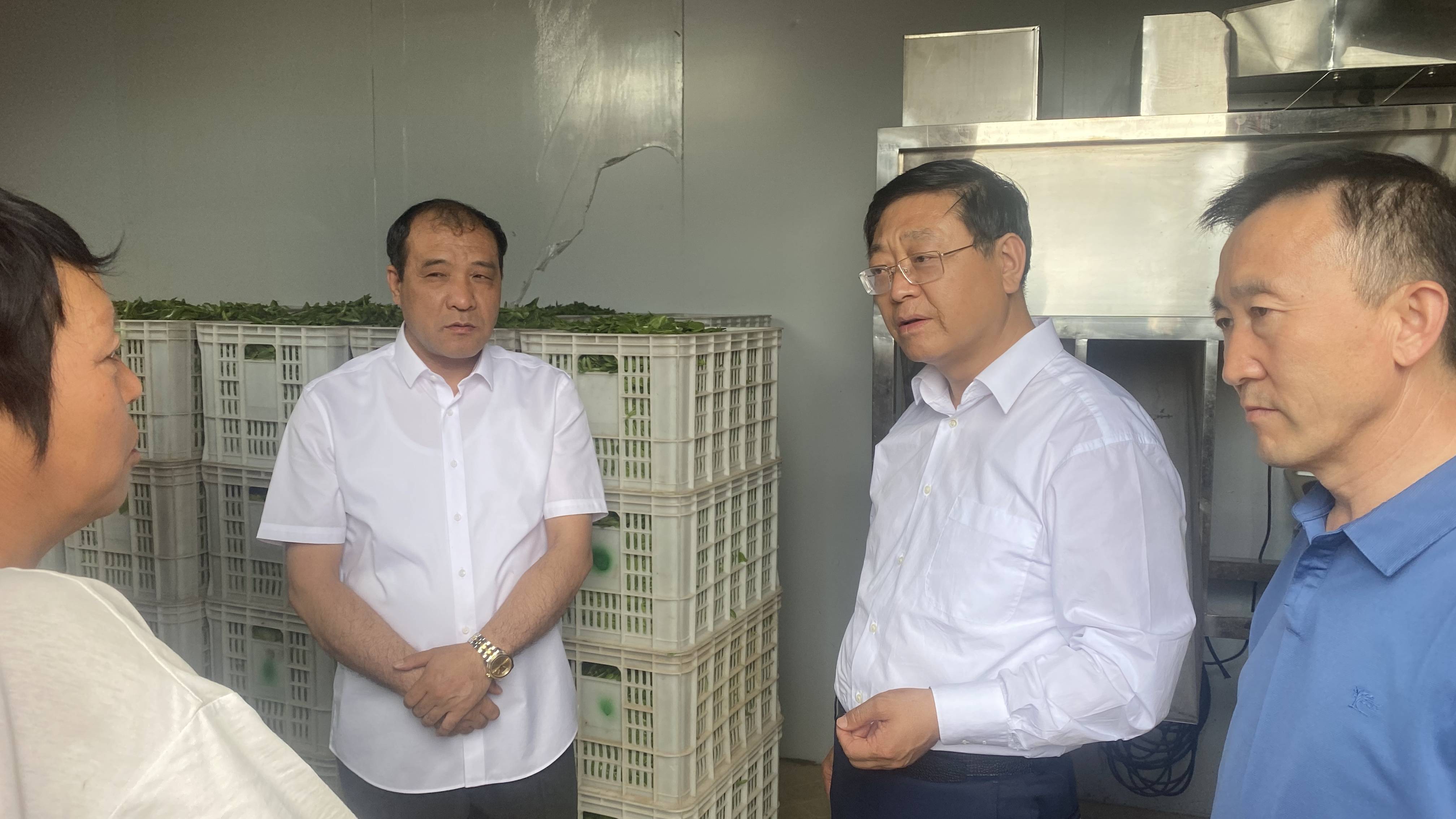 市人大常委会主任刘振国专题调研阳府井枣芽茶