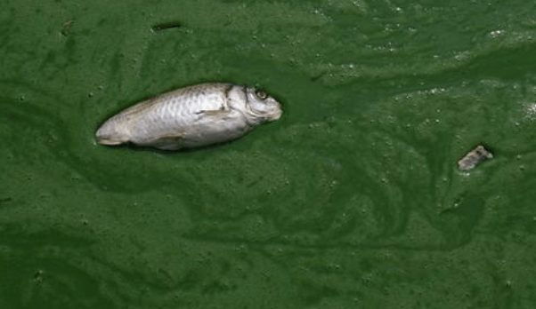 鱼健康使用案例弄清蓝藻产生原因高效处理蓝藻方法从源头杜绝蓝藻泛滥