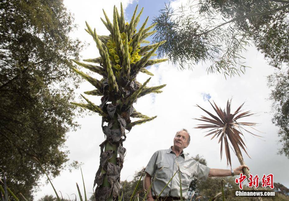 英国食羊树15年来首次开花 长相奇特捕食技能满分-搜狐大视野-搜狐新闻