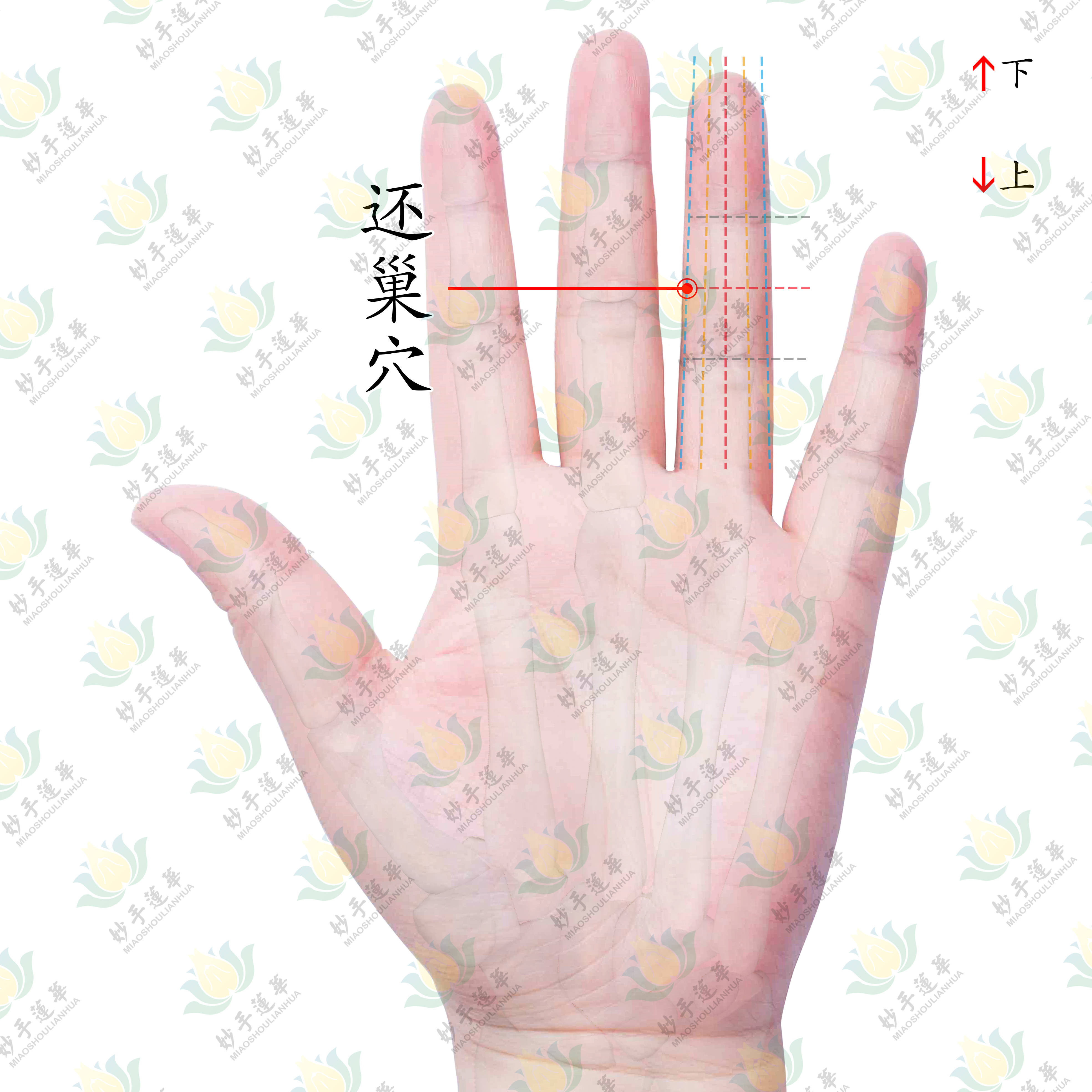 妇科穴搭配这一穴位为送子观音穴还巢穴