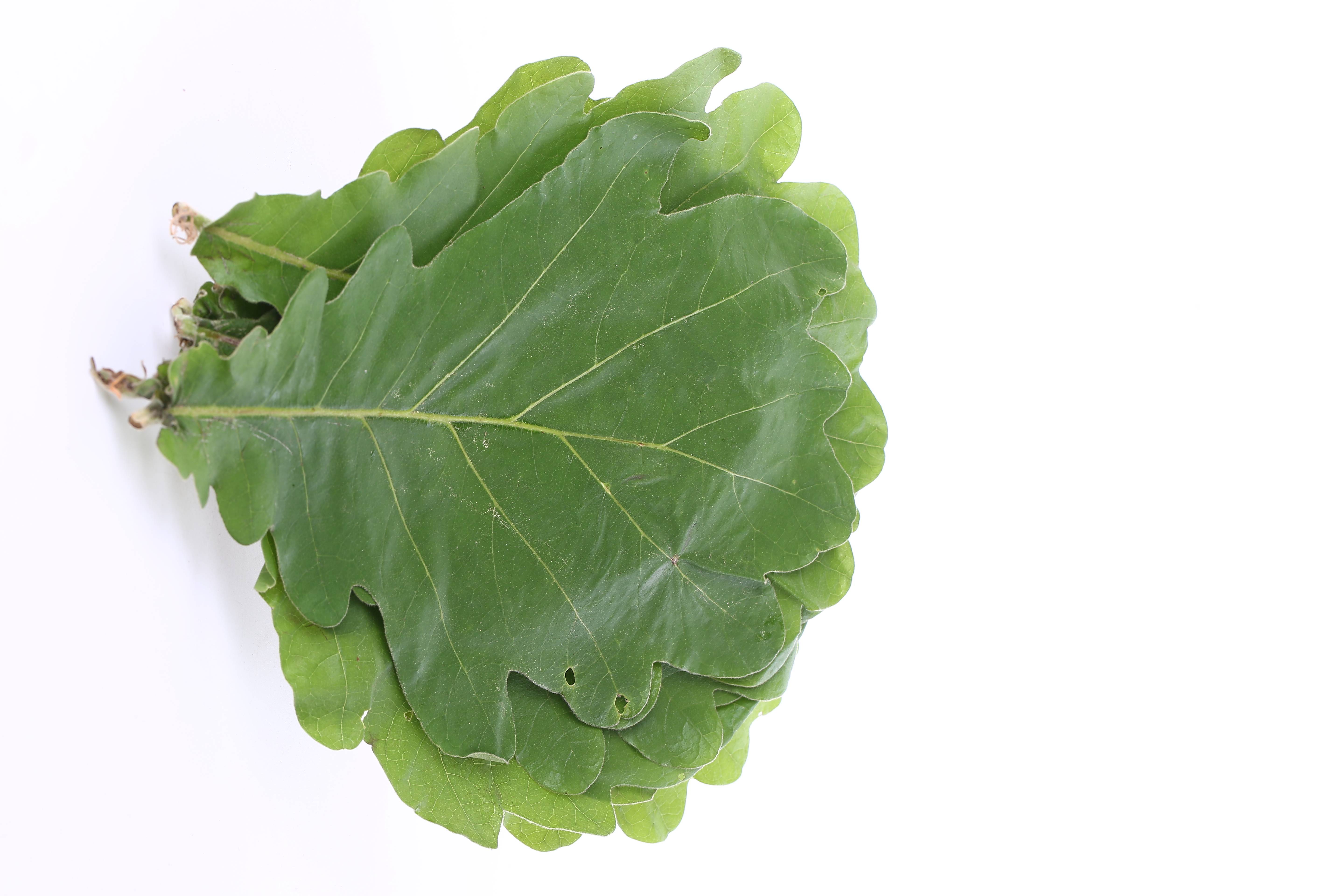 三味奇槲叶图片分享