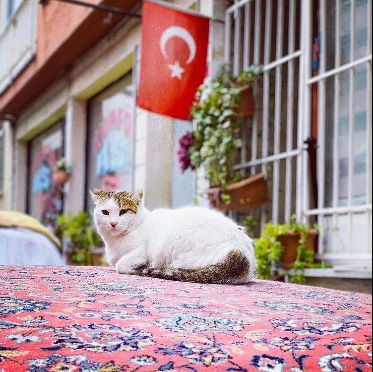 土耳其：一个被热气球“耽误”的国家“吸猫胜地”伊斯坦布尔“抹泥美容”棉花堡