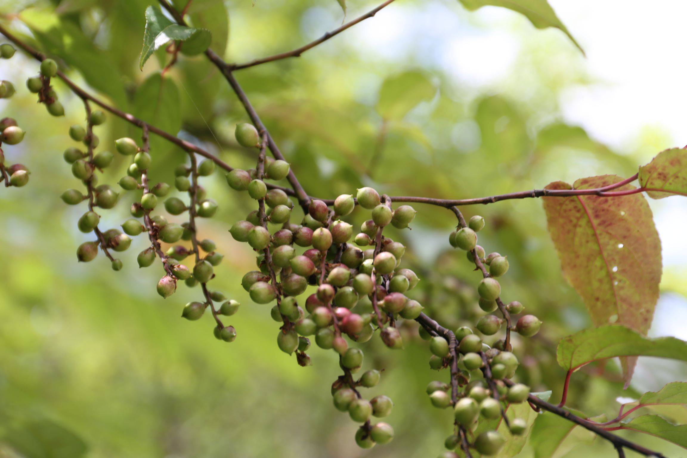 庆元植物1410旌节花科旌节花属西域旌节花喜马山旌节花