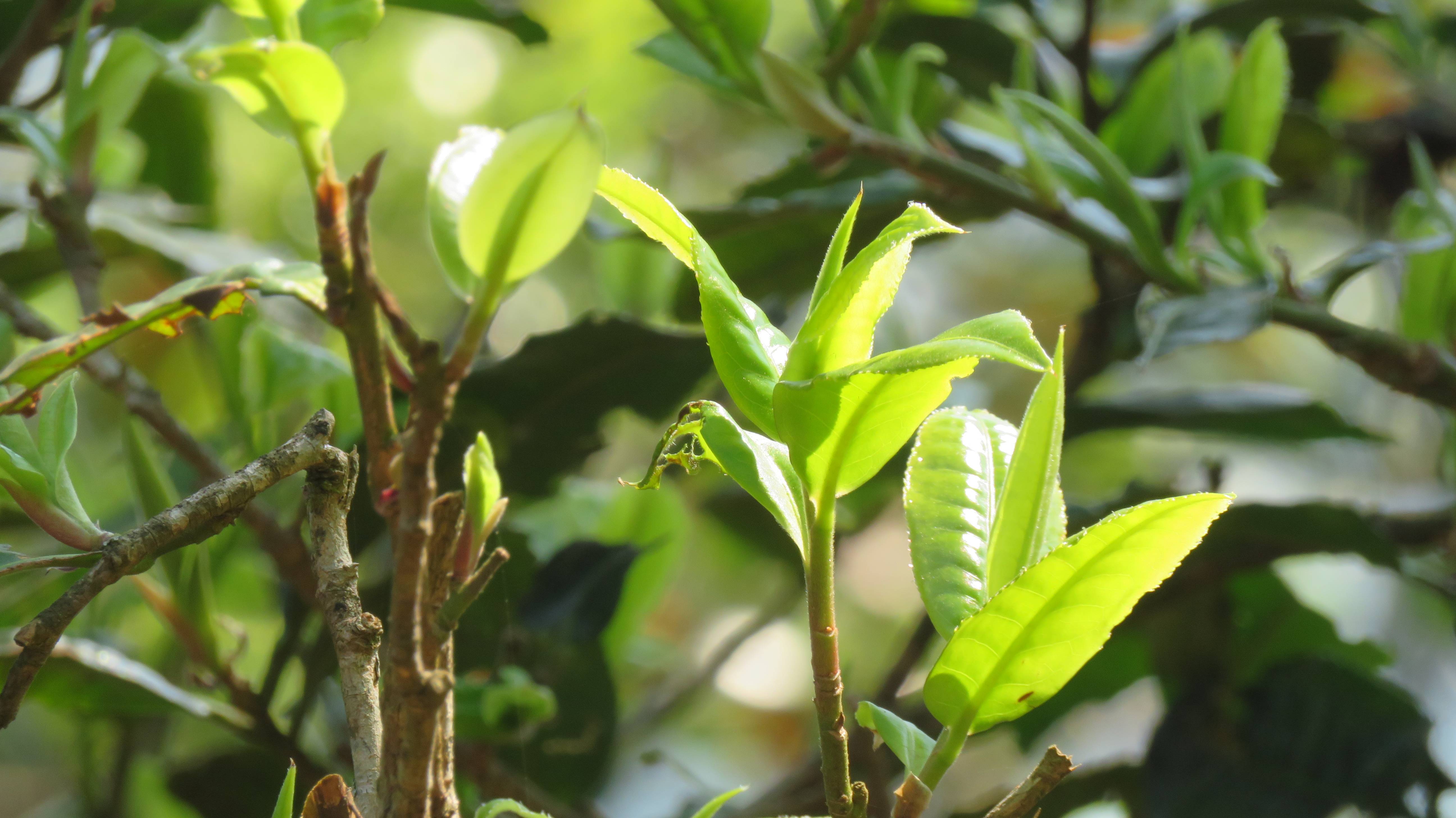 闲人笔记·南糯山_茶树