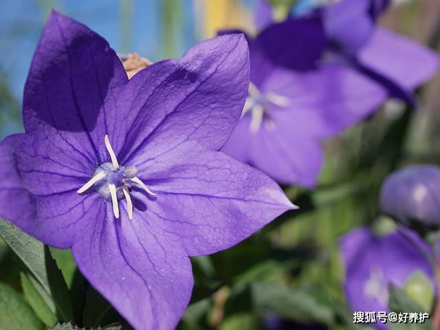 它 东北人称 狗宝 咸菜 含苞待放似铃铛 桔梗