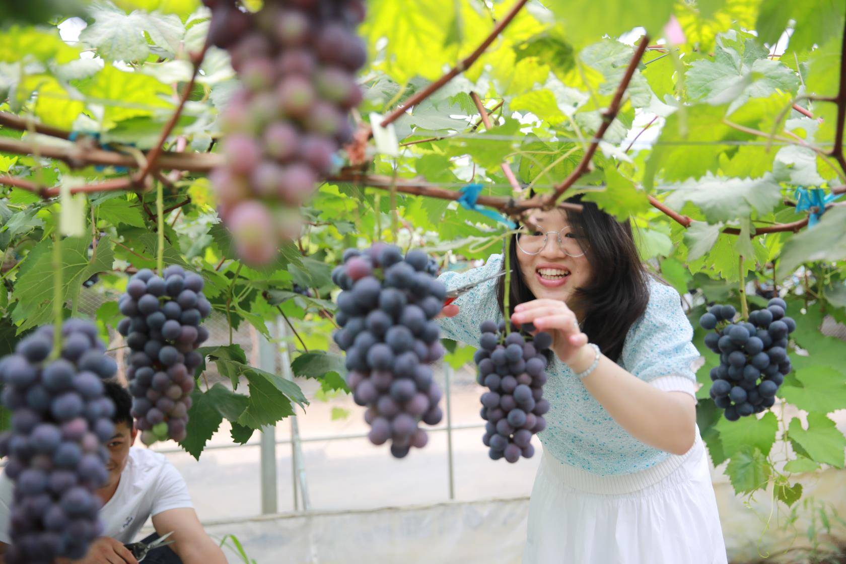 段园镇葡萄节图片
