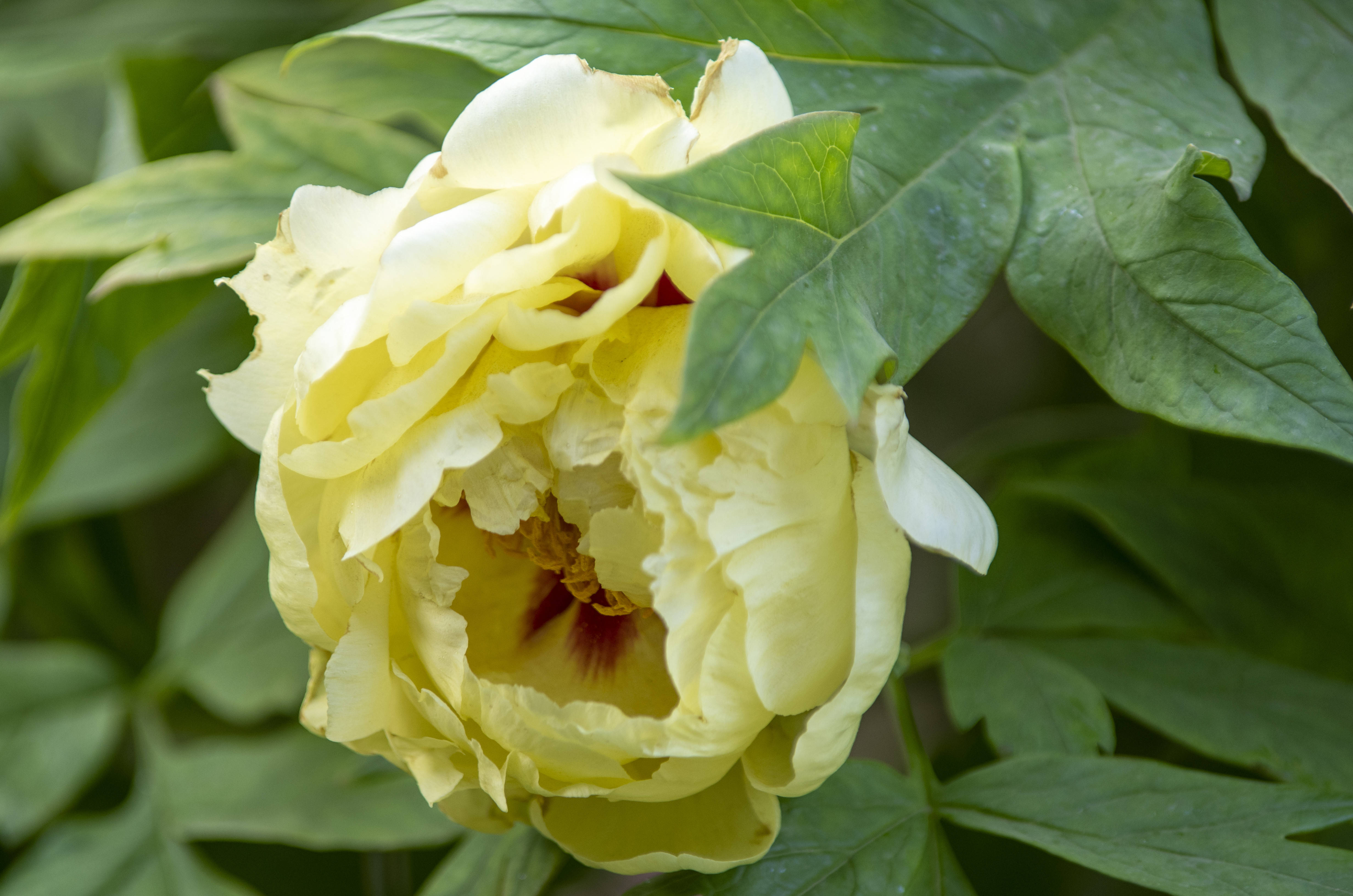 牡丹丰富的花容,绚丽的色彩,在百花丛中争艳斗丽