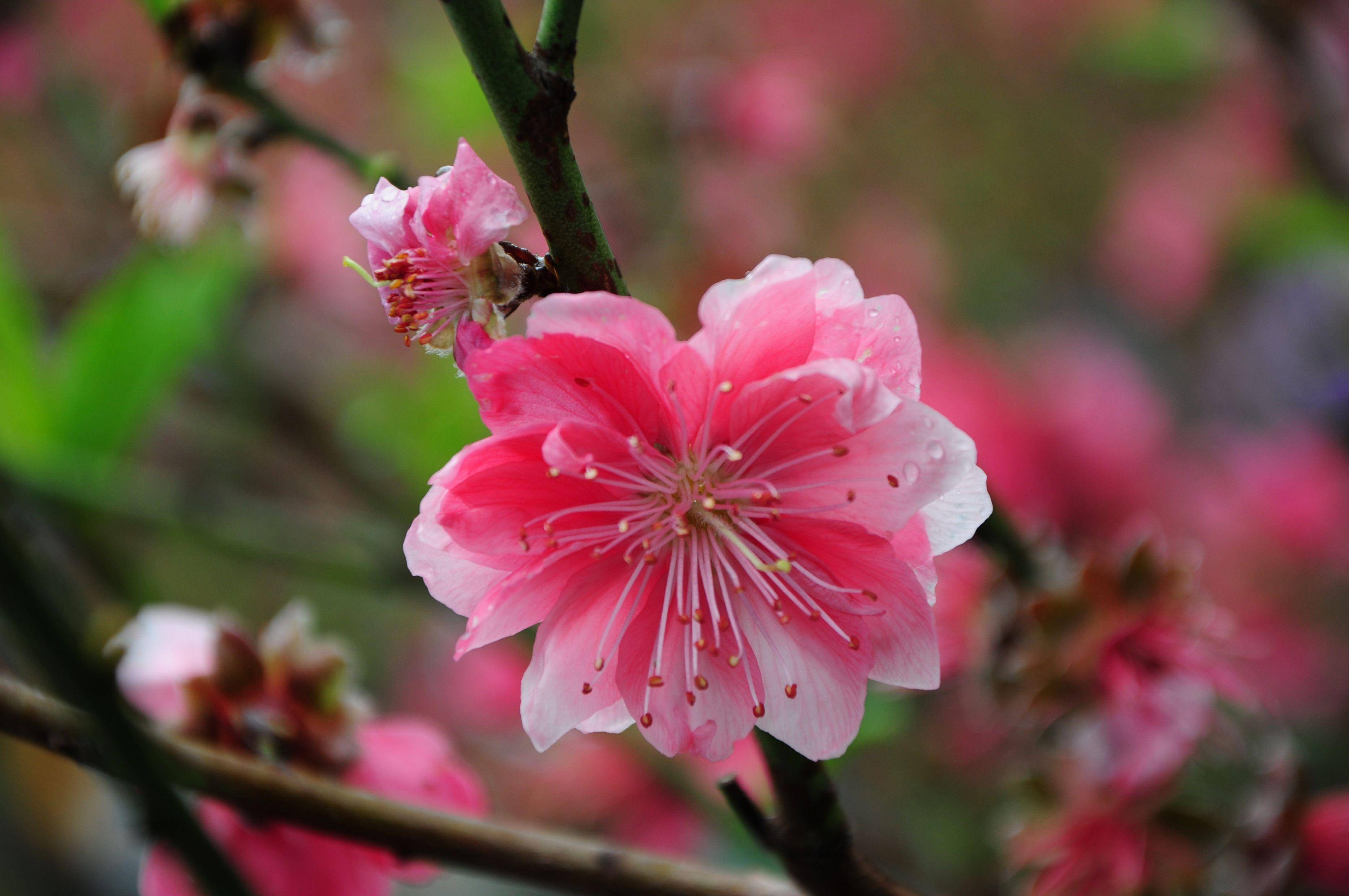 历史|广州桃花涧风景区