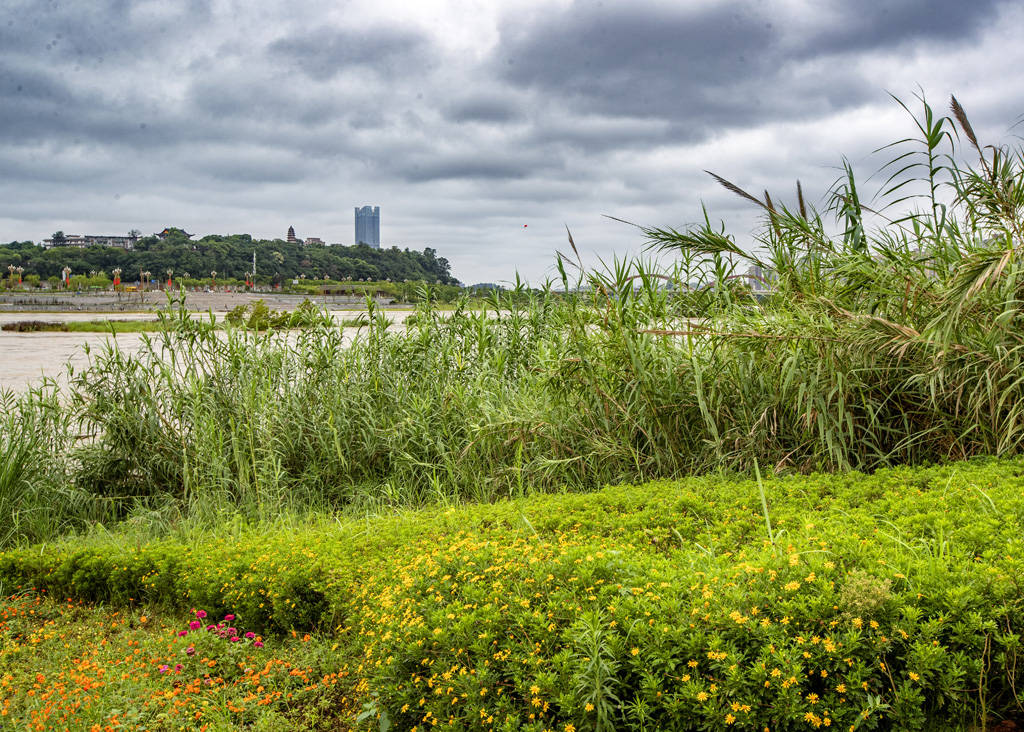 印象嘉陵江溼地公園:南充一道靚麗風景線