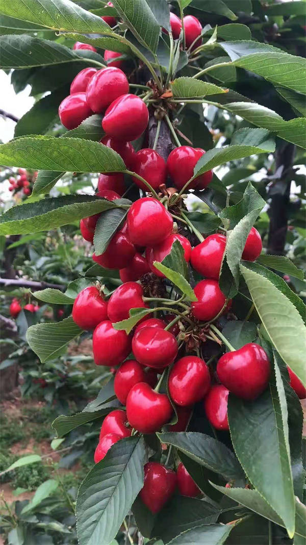 如何栽种出高品质的大樱桃萨米脱樱桃苗高产之王万能授粉品种