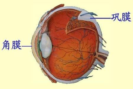首大马玲珍 巩膜外层炎有哪些典型症状 表层