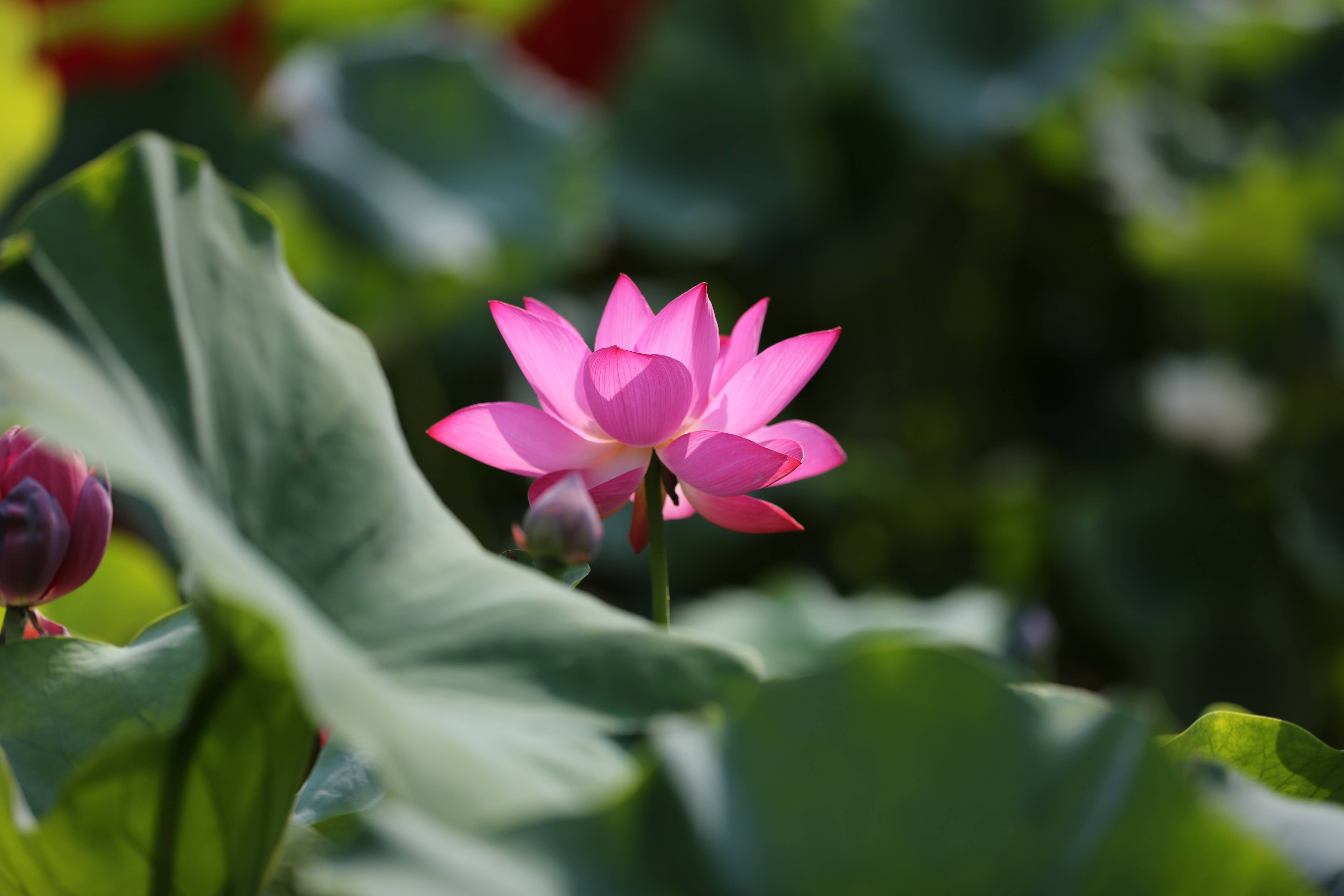 走进古猗园参观第九届上海荷花睡莲展_摄影